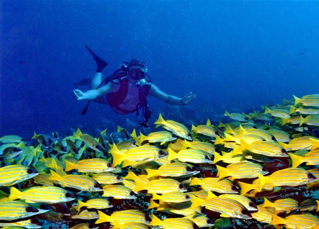 Scuba Diving in the Maldives