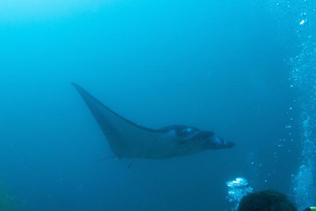 Marine Life & Nature