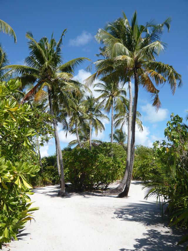 Birds of the Maldives: Herons, Terns and Island Birdlife