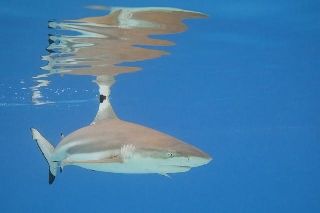 Diving Seasons and Dive Site Types: Channels, Thilas and Kandus