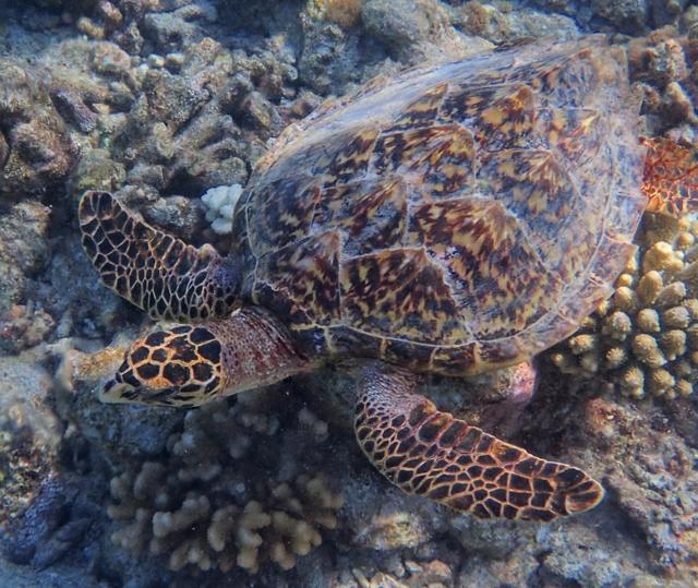 Sea Turtles of the Maldives: Species, Nesting and Where to See Them