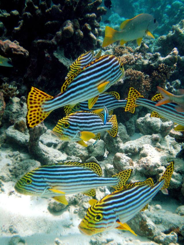 Bioluminescence in the Maldives: The Truth About the Sea of Stars