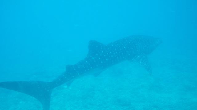 Ari Atoll Guide: Whale Sharks, Channels and Classic Maldives Diving