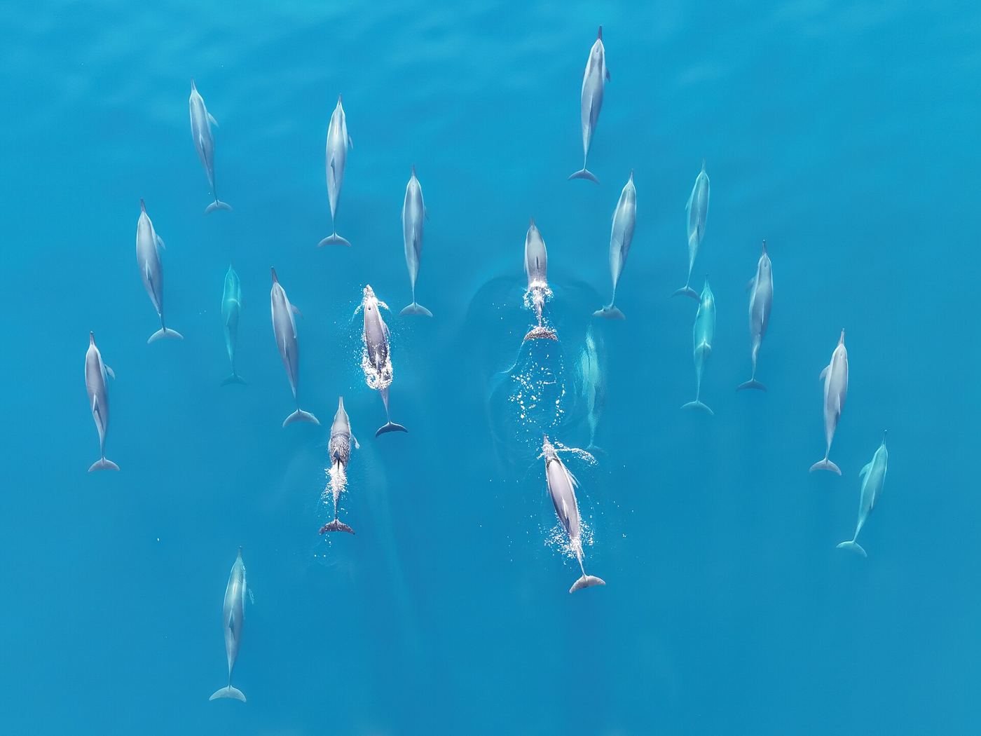 Dolphin Cruises in the Maldives