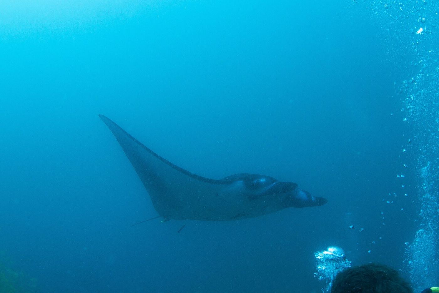 Hanifaru Bay Explained: Inside the World's Most Famous Manta Feeding Station