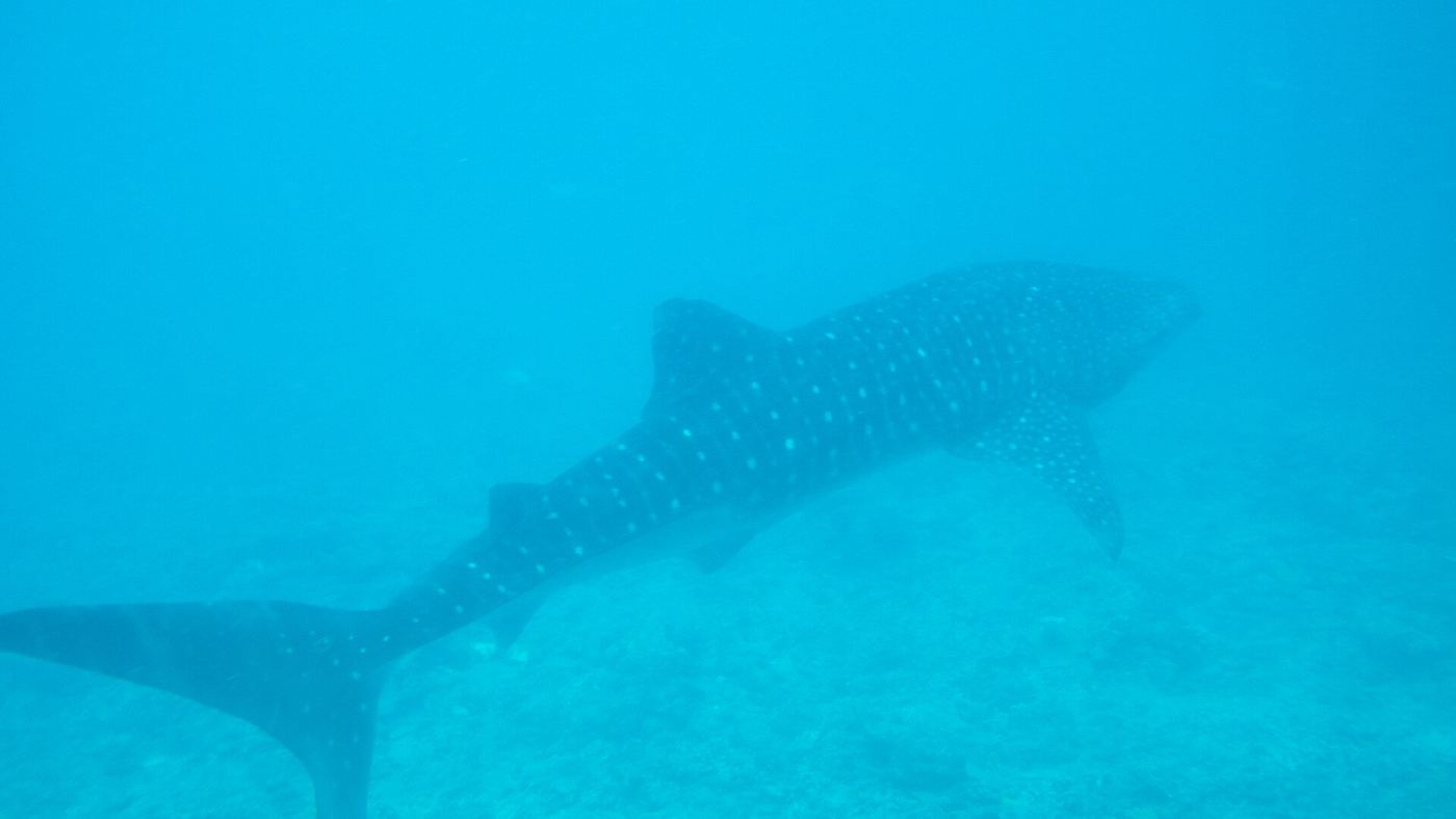 Ari Atoll Guide: Whale Sharks, Channels and Classic Maldives Diving